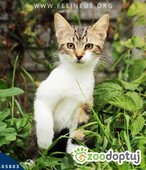 Do adopcji Rzeszów