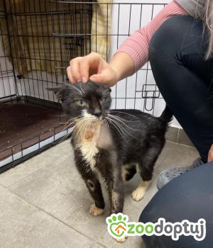 Do adopcji Poznań