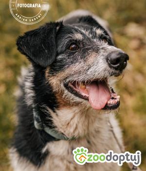 Do adopcji Głogów