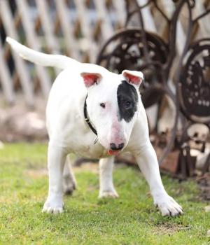 Do adopcji Brzeg