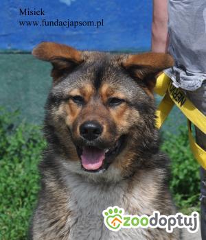 Do adopcji Nowy Dwór Mazowiecki