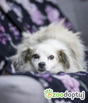 Do adopcji Warszawa