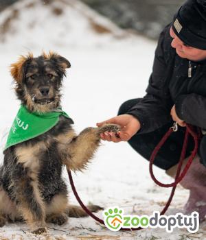 Do adopcji Zgierz