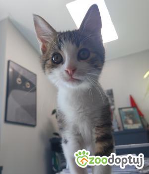 Do adopcji Cieszyn