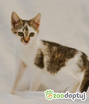Do adopcji Mielec
