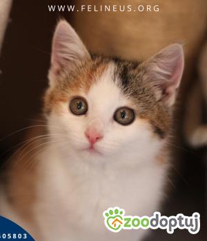 Do adopcji Rzeszów