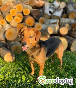 Do adopcji Zgierz