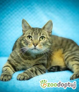 Do adopcji Warszawa