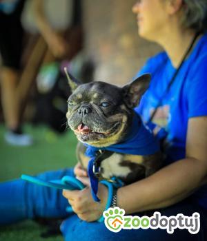 Do adopcji Warszawa