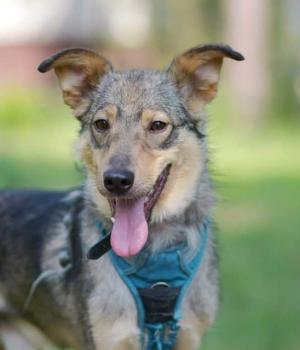 Do adopcji Warszawa
