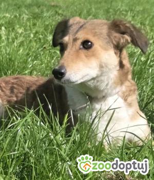 Do adopcji Zgierz