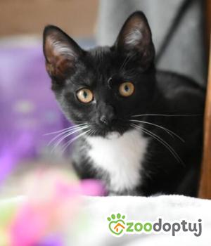 Do adopcji Toruń