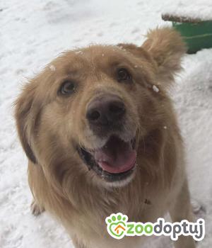 Do adopcji Nowy Tomyśl