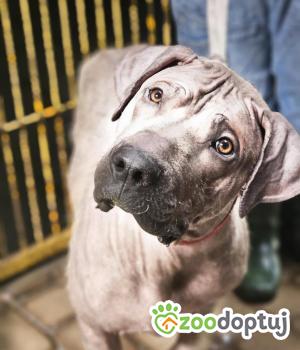 Do adopcji Zgierz