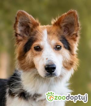 Do adopcji Warszawa