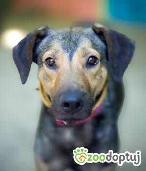 Do adopcji Warszawa
