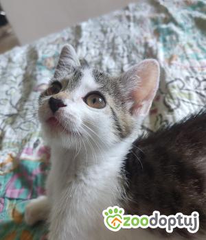 Do adopcji Cieszyn