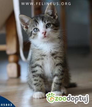 Do adopcji Rzeszów