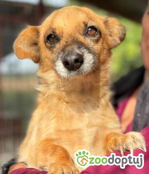 Do adopcji Warszawa