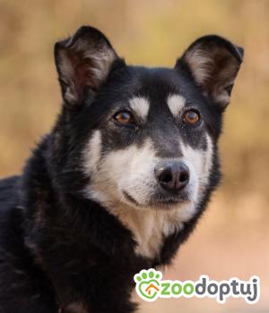 Do adopcji Warszawa