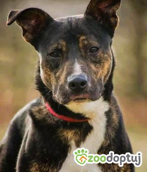Do adopcji Łódź