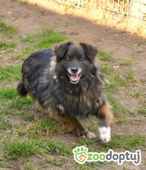 Do adopcji Mielec