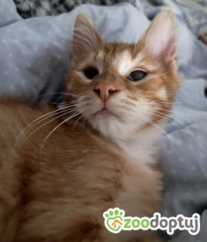 Do adopcji Cieszyn