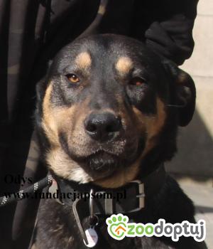 Do adopcji Nowy Dwór Mazowiecki