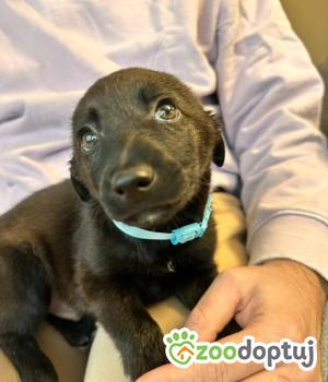 Do adopcji Białobrzegi