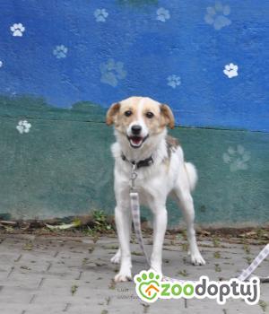 Do adopcji Nowy Dwór Mazowiecki