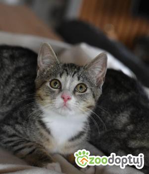 Do adopcji Toruń