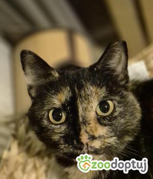Do adopcji Gdańsk