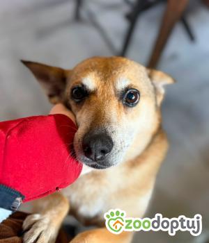 Do adopcji Warszawa