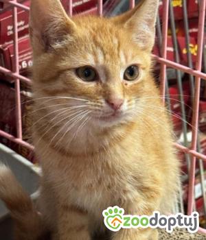 Do adopcji Zgierz