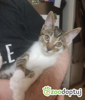 Do adopcji Cieszyn