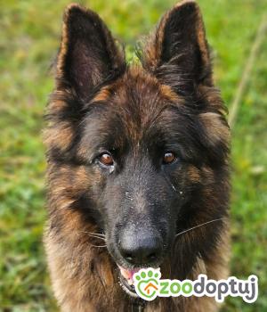 Do adopcji Stalowa Wola