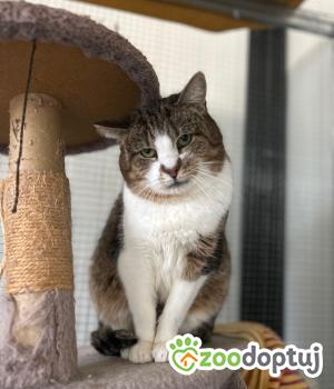 Do adopcji Głowno