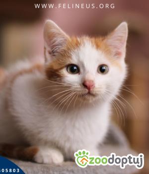 Do adopcji Rzeszów