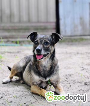 Do adopcji Warszawa