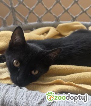 Do adopcji Cieszyn