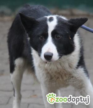 Do adopcji Nowy Dwór Mazowiecki