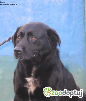 Do adopcji Nowy Dwór Mazowiecki