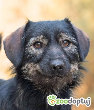 Do adopcji Warszawa