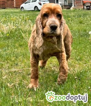 Do adopcji Zgierz