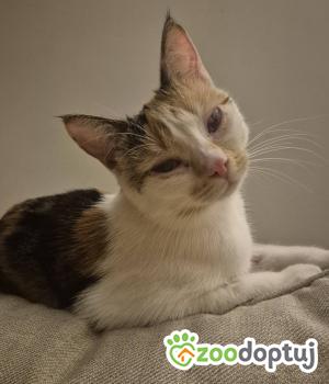 Do adopcji Międzyrzecz