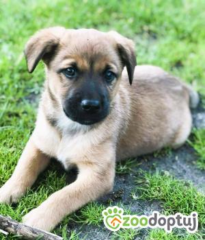 Do adopcji Kłobuck