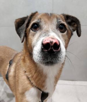 Do adopcji Radom