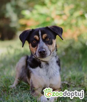 Do adopcji Radom