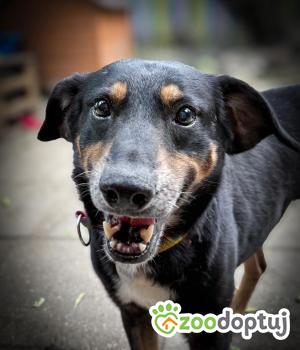 Do adopcji Warszawa