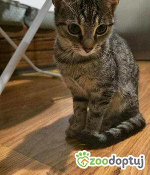 Do adopcji Cieszyn